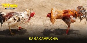 Đá Gà Campuchia - Trực Tiếp Cá Cược Đỉnh Cao Cùng 789WIN