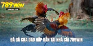 Đá Gà Cựa Dao - Chọi Kê Kịch Tính Và Hấp Dẫn Hàng Đầu 2025