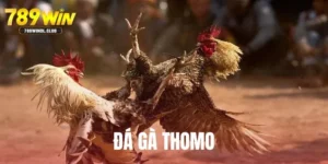 Đá Gà Thomo - Luật Tham gia Và Mẹo Hay Từ Chuyên Gia